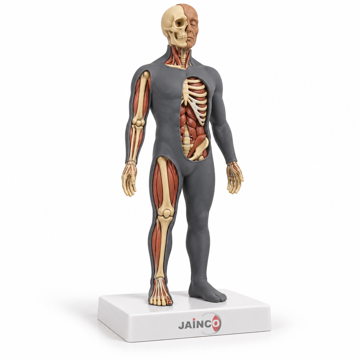 Decomposed Body of Man Model